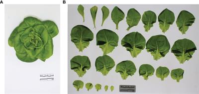Leaf morphology, optical characteristics and phytochemical traits of butterhead lettuce affected by increasing the far-red photon flux
